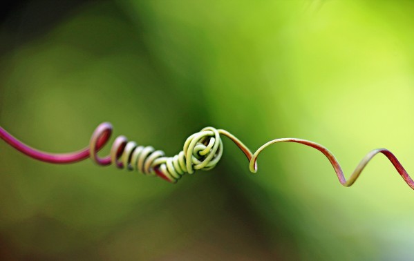 Knotted I by Deb Oppermann